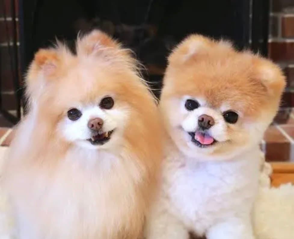 Pomerian Boo